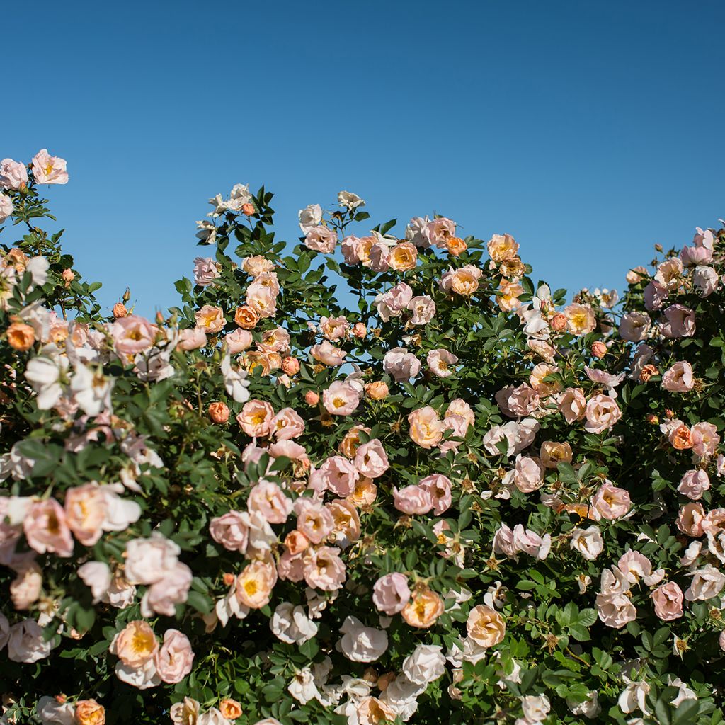 Rosa Above and Beyond - Climbing Rose