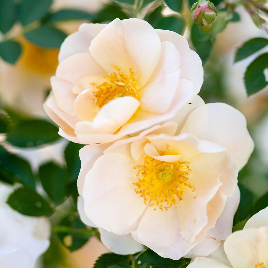 Rosa Above and Beyond - Climbing Rose