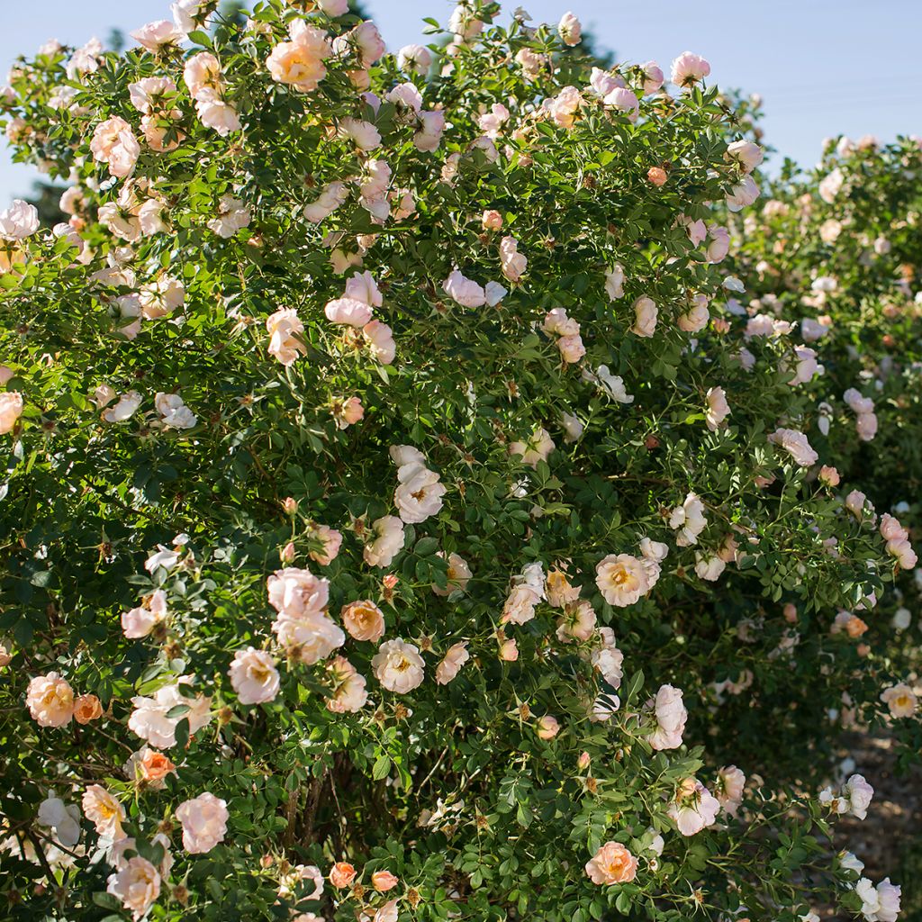 Rosa Above and Beyond - Climbing Rose