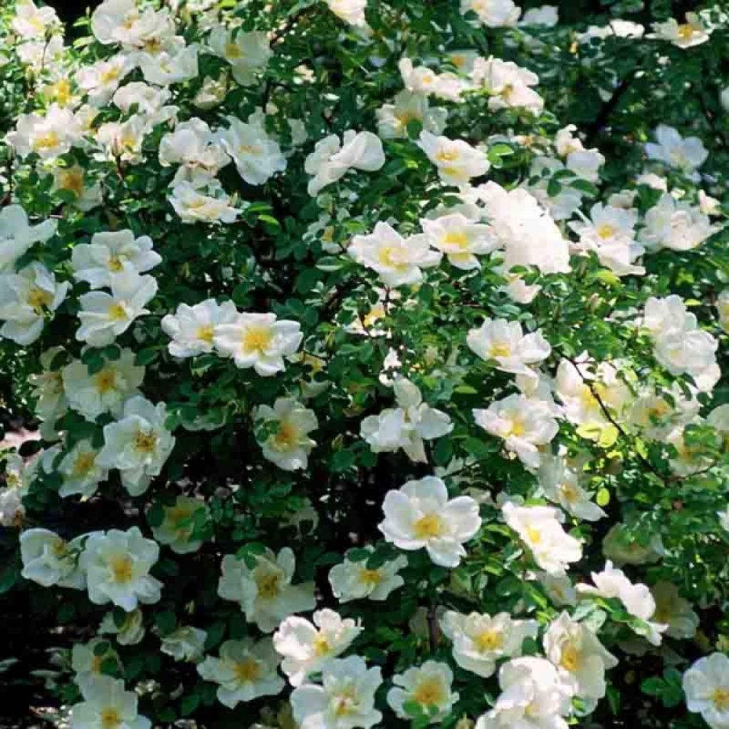 Rosa Nevada