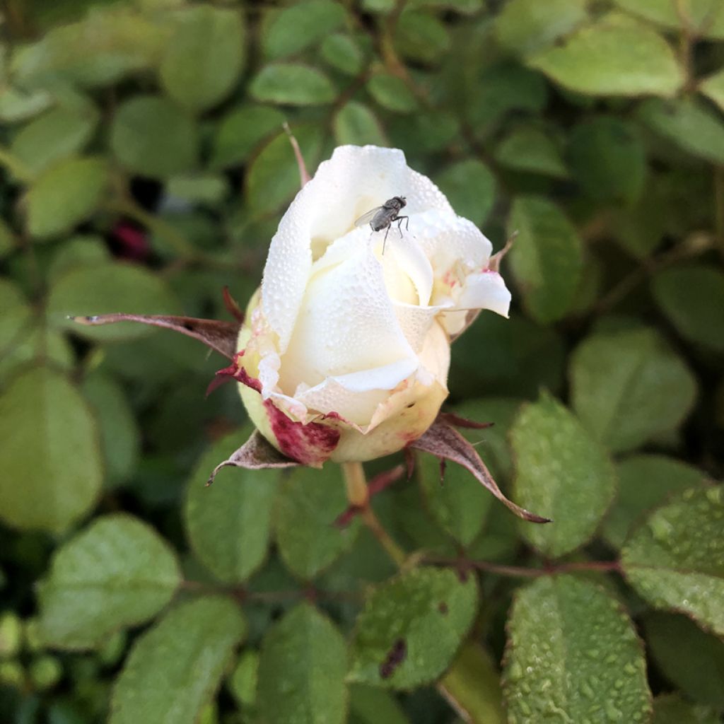 Rosa Pope Jean-Paul II