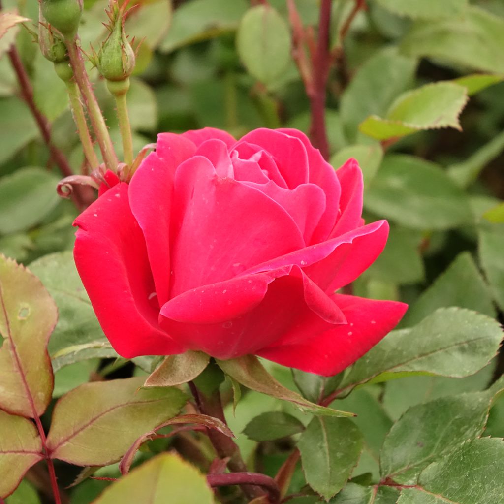 Rosa Double Knock Out - Groundcover Rose