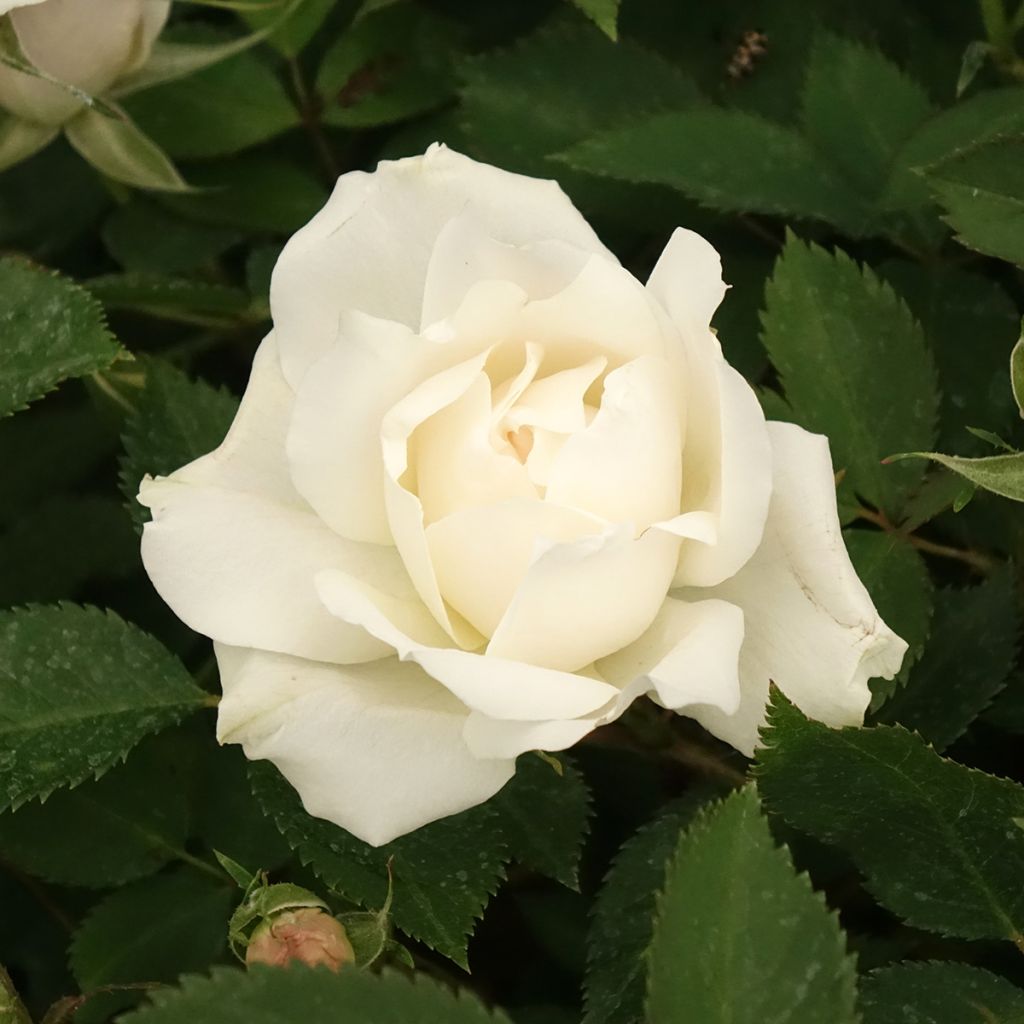 Rosa x floribunda Crème Chantilly 