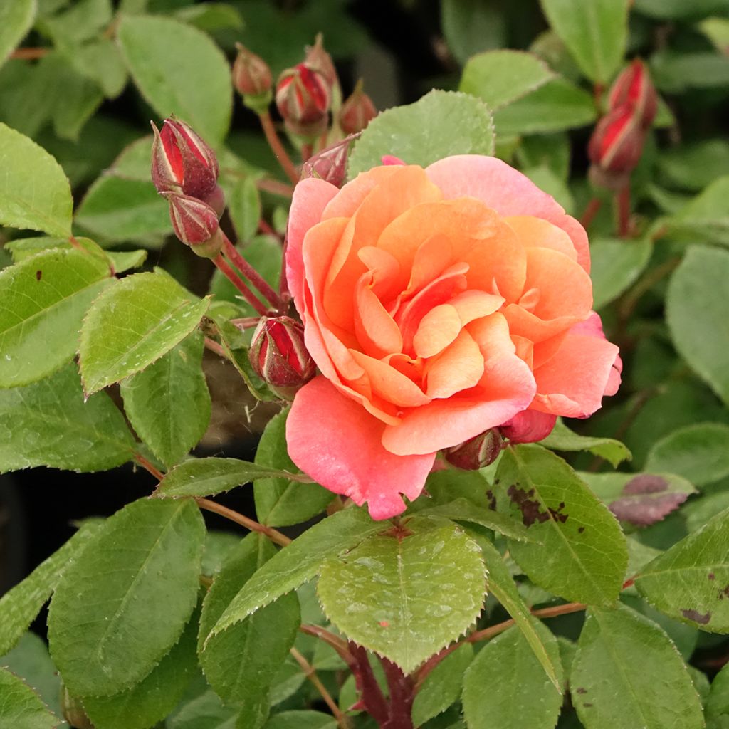 Rosa Sugar Candy Rose - Floribunda Rose