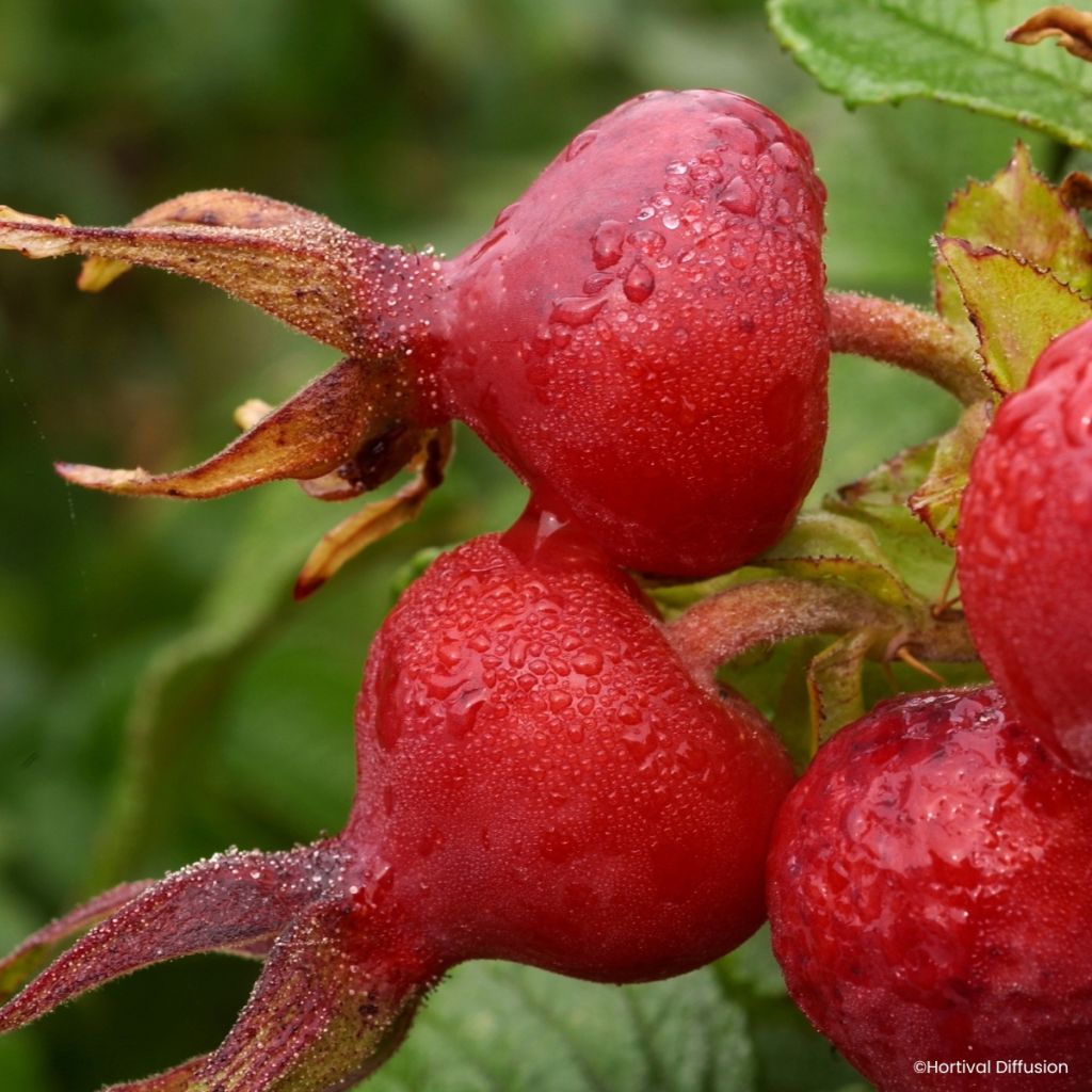 Rosa rugosa Angelia Pink - Rugosa Rose