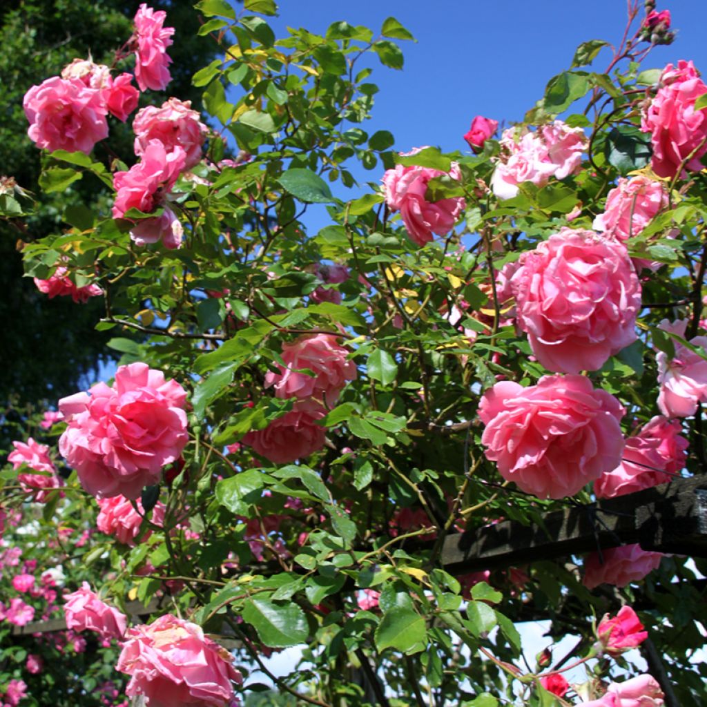 Rosa 'Mme Gregoire Staechelin' - Climbing Rose