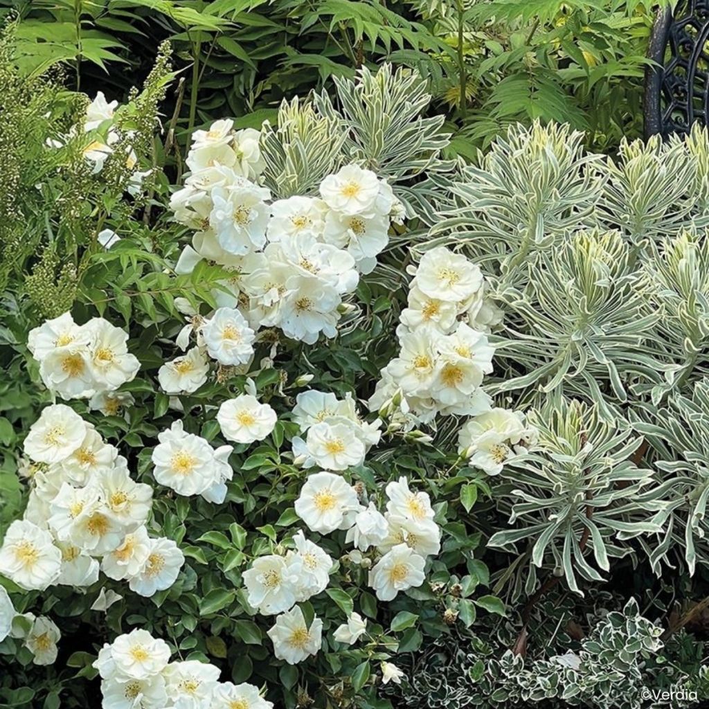 Rosa  Decorosiers Opalia 'Noaschnee'