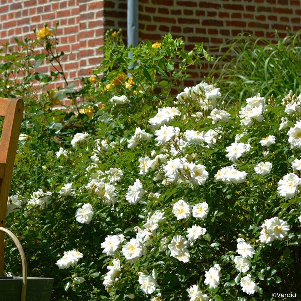 Rosa  Decorosiers Opalia 'Noaschnee'