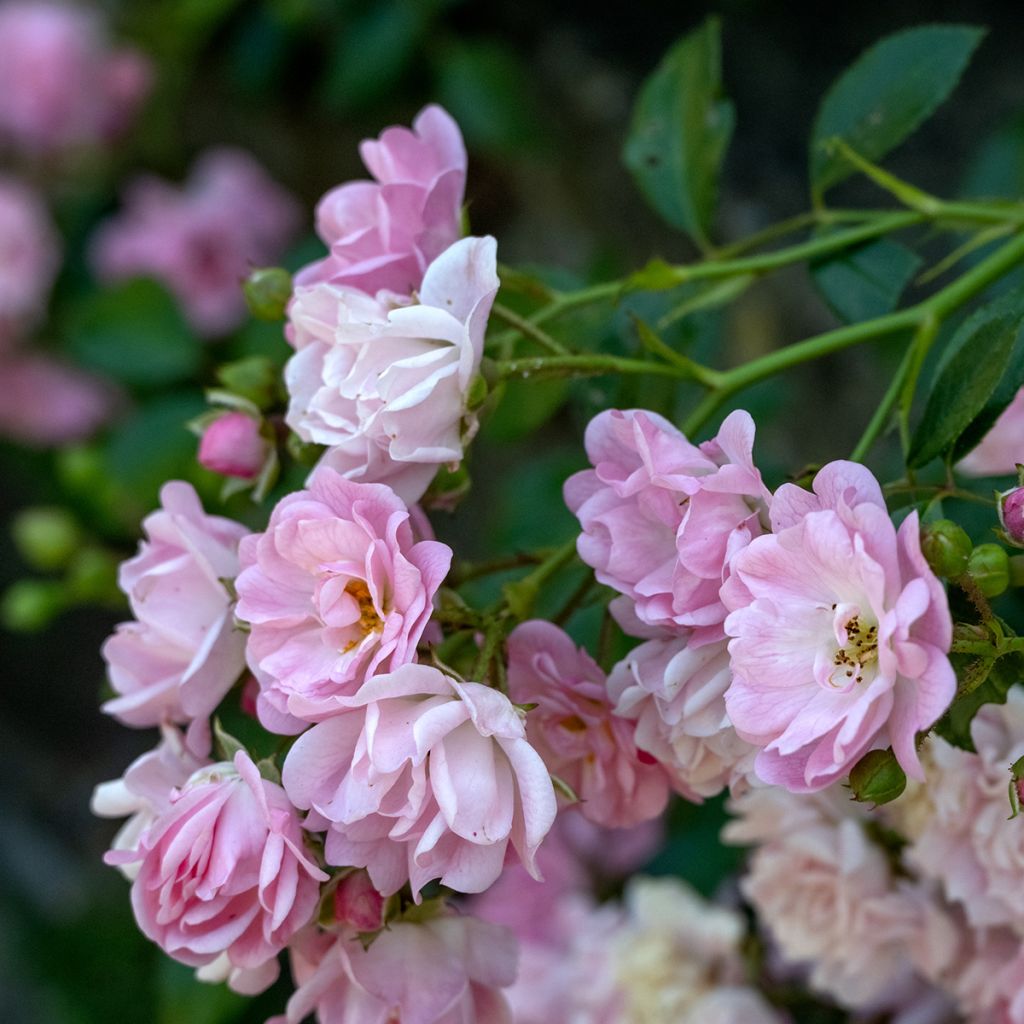 Rosa 'Lavender Siluetta' - Climbing Rose