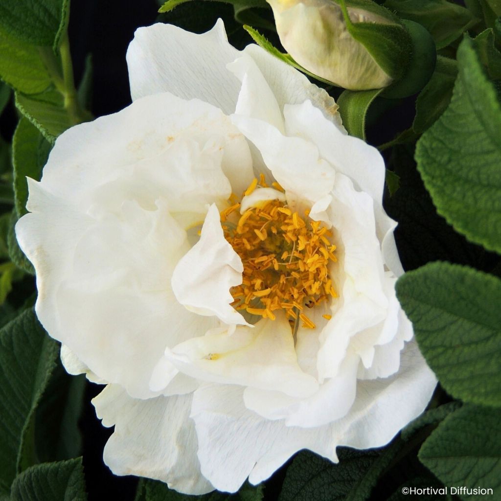 Rosa rugosa Angelia® White - Rugosa rose
