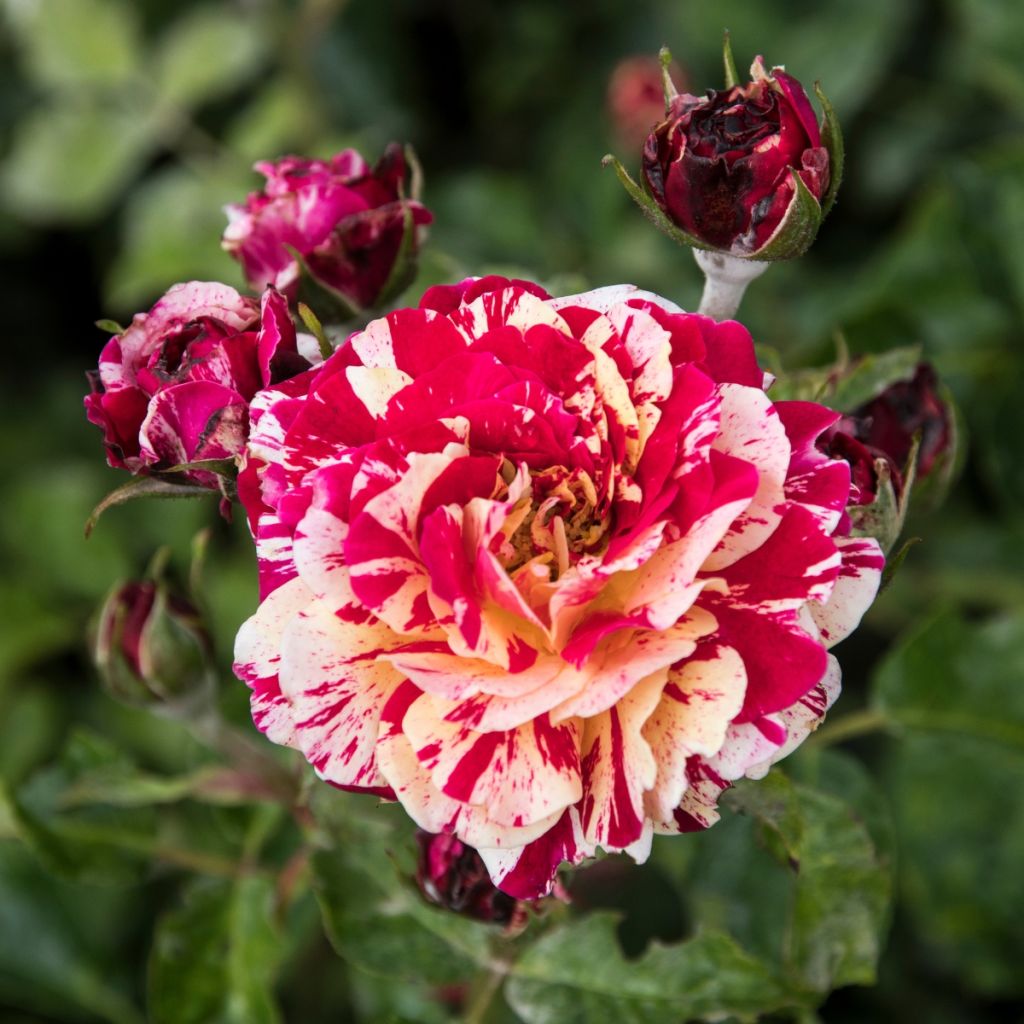 Rosa x floribunda Abracadabra - Floribunda Rose