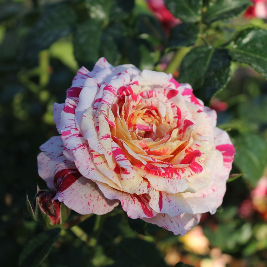 Rosa x floribunda Abracadabra - Floribunda Rose