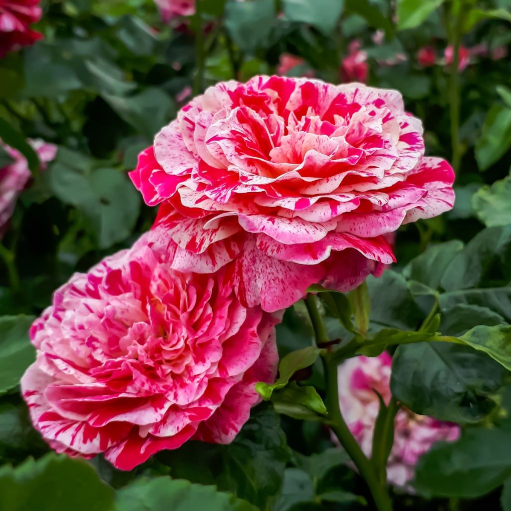 Rosa x floribunda Abracadabra - Floribunda Rose