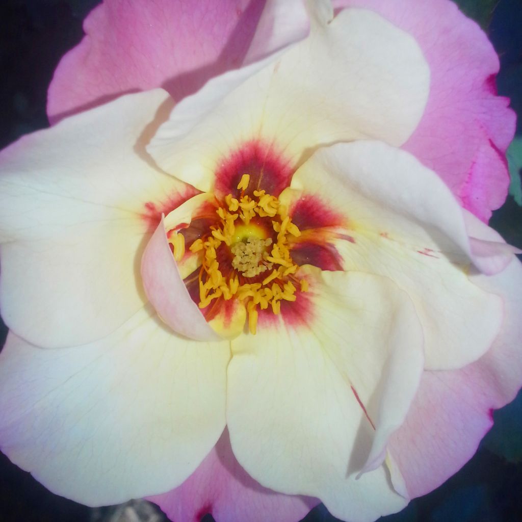 Rosa x persica Alissar Princess of Phoenicia - Hybrid Persian Rose