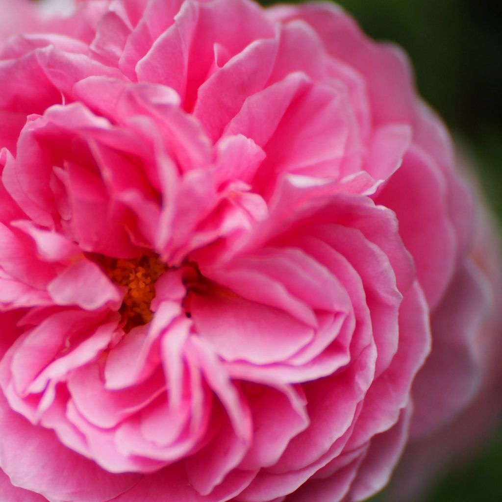 Rosa  Princess Alexandra of Kent - English Shrub Rose
