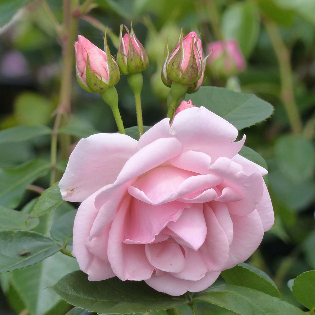 Rosa x floribunda 'Astrid Lindgren' - Floribunda Rose
