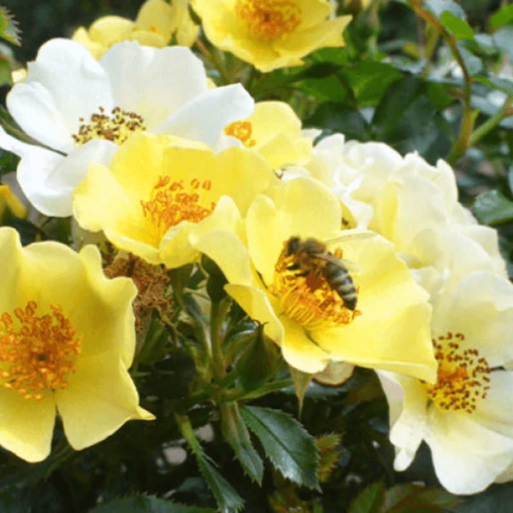 Rosa Floribunda Bee Gold - Floribunda rose
