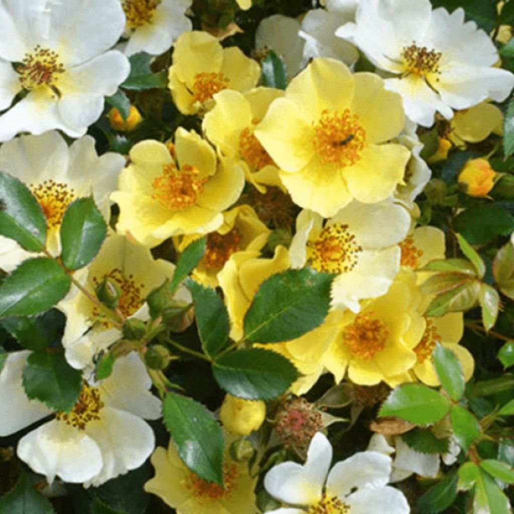 Rosa Floribunda Bee Gold - Floribunda rose