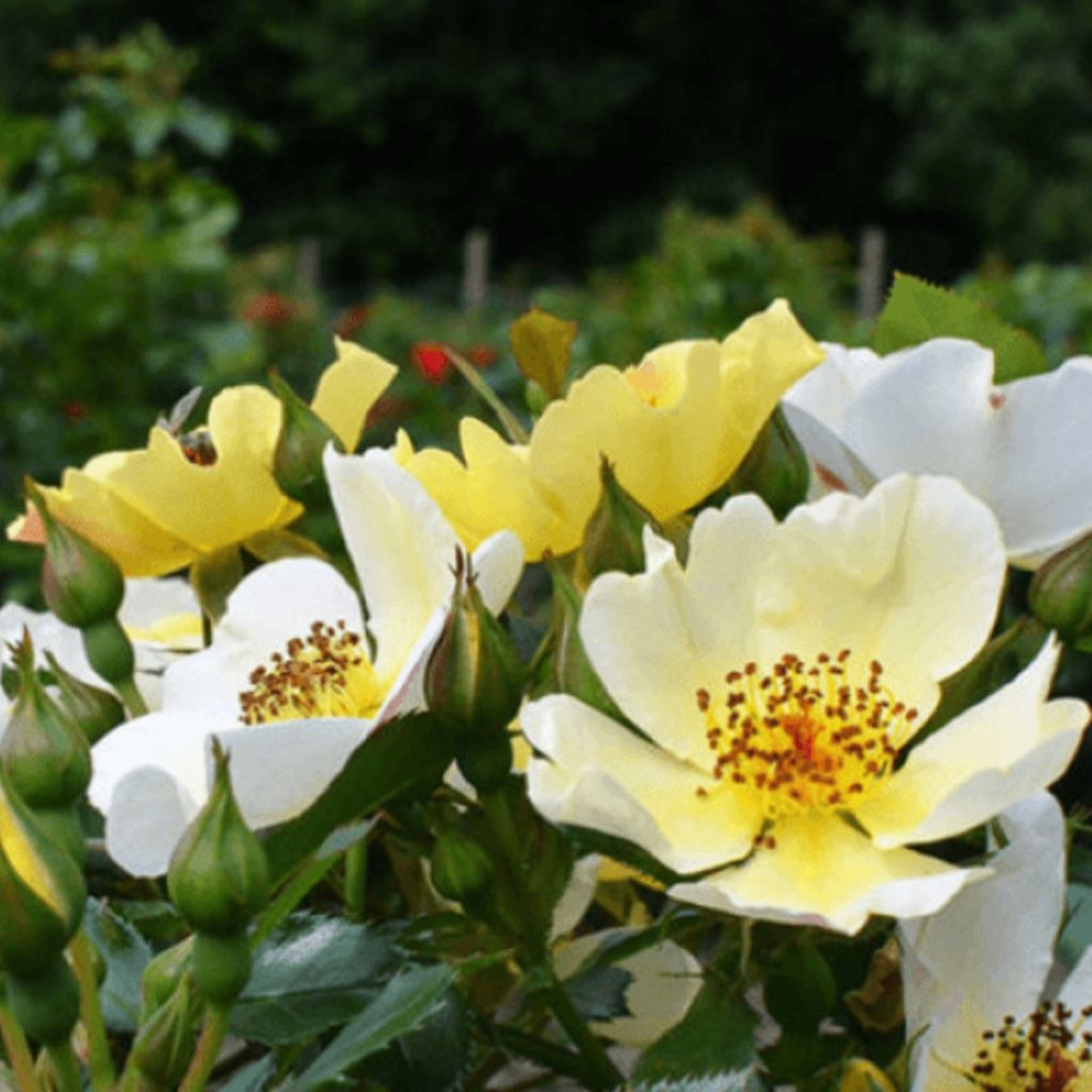 Rosa Floribunda Bee Gold - Floribunda rose