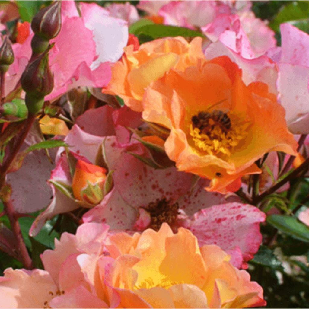 Rosa Floribunda Bee Proud - Floribunda rose