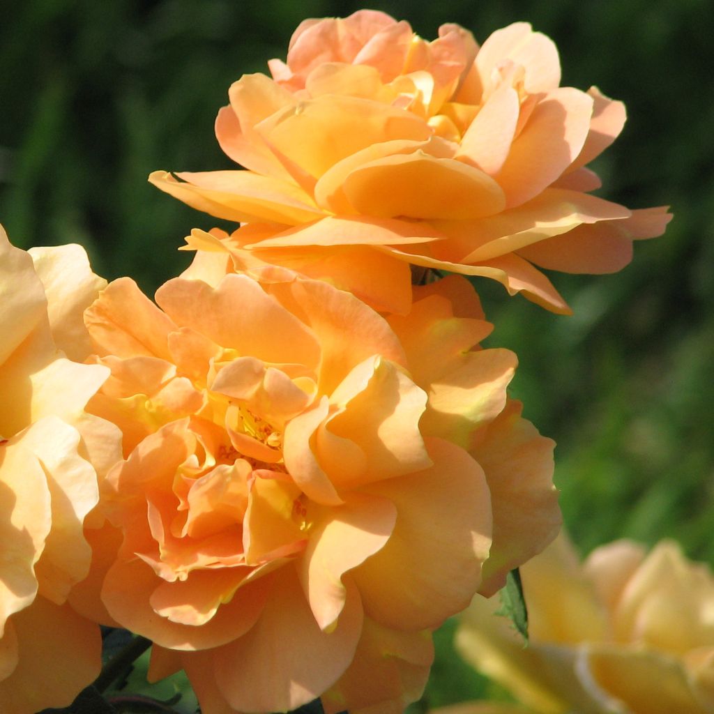 Rosa x floribunda Bernstein Rose - Floribunda Rose