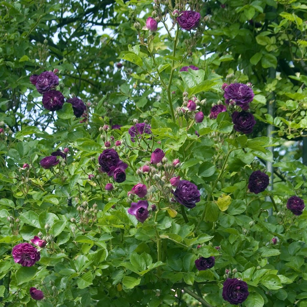 Rosa multiflora Bleu Magenta - Climbing Rose