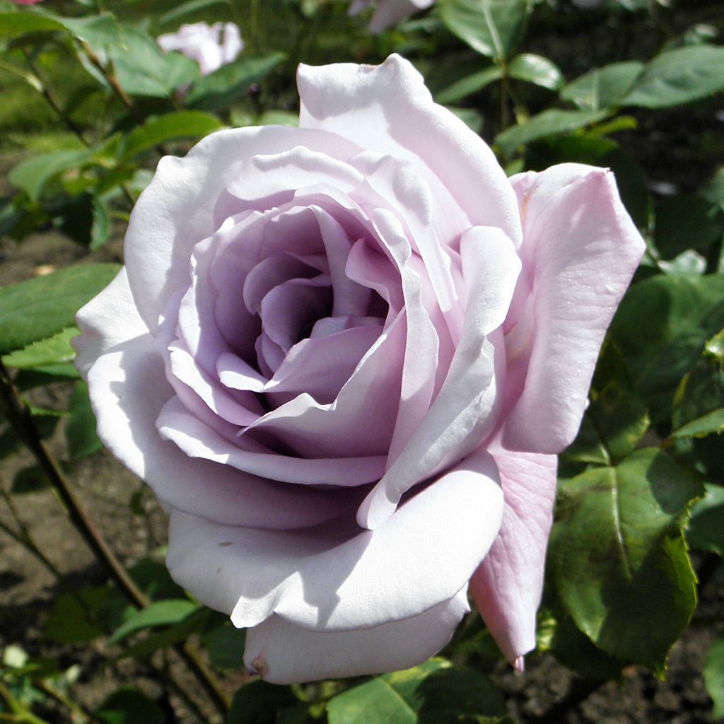Rosa Blue Girl - Hybrid Tea Rose