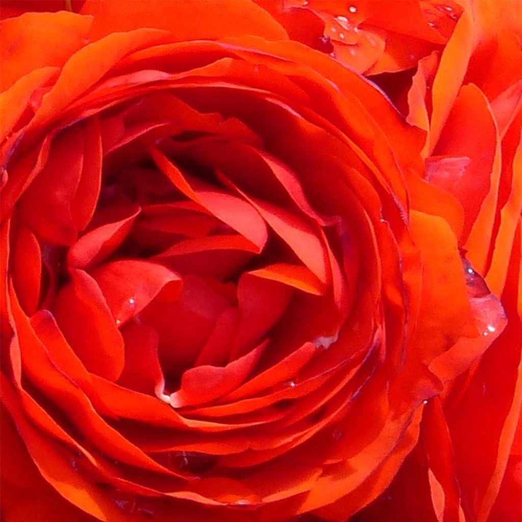 Rosa x floribunda 'Remembrance' - Floribunda Rose