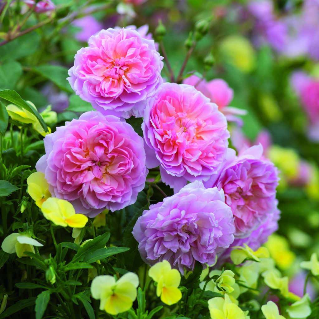 Rosa Anne Boleyn - David Austin shrub rose