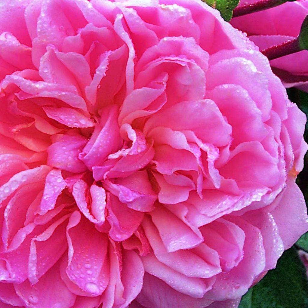 Rosa Anne Boleyn - David Austin shrub rose