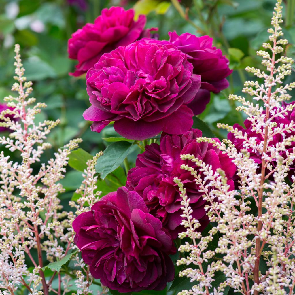Rosa  Darcey Bussell 'Ausdecorum'