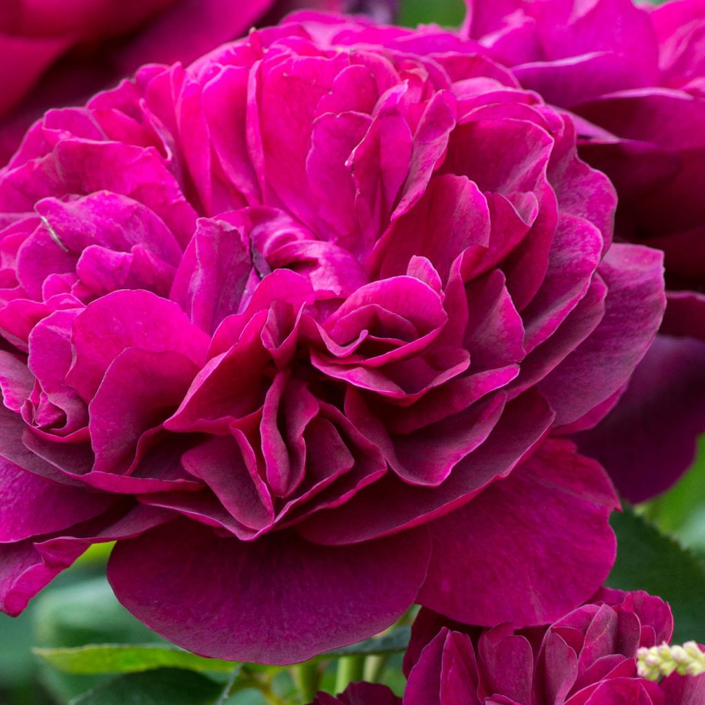 Rosa  Darcey Bussell 'Ausdecorum'