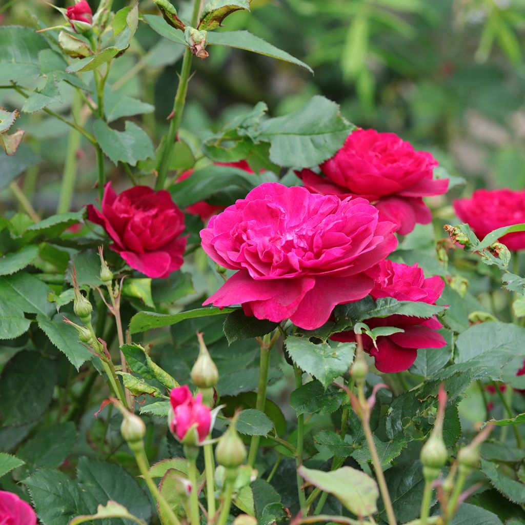 Rosa  Darcey Bussell 'Ausdecorum'