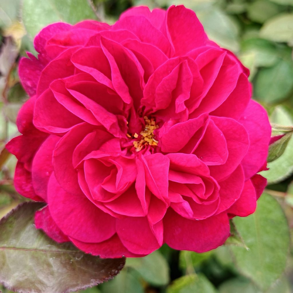 Rosa  Darcey Bussell 'Ausdecorum'