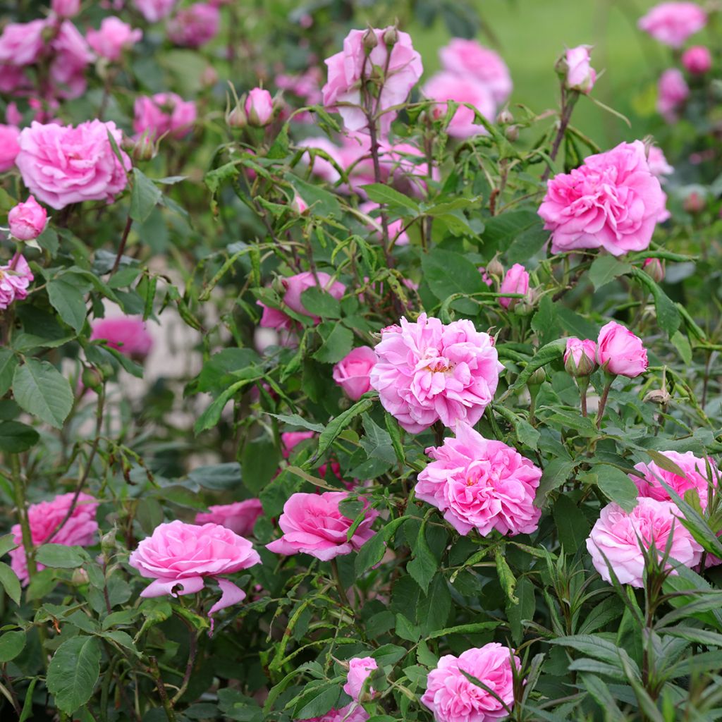 Rosa Gertrude Jekyll - English Rose