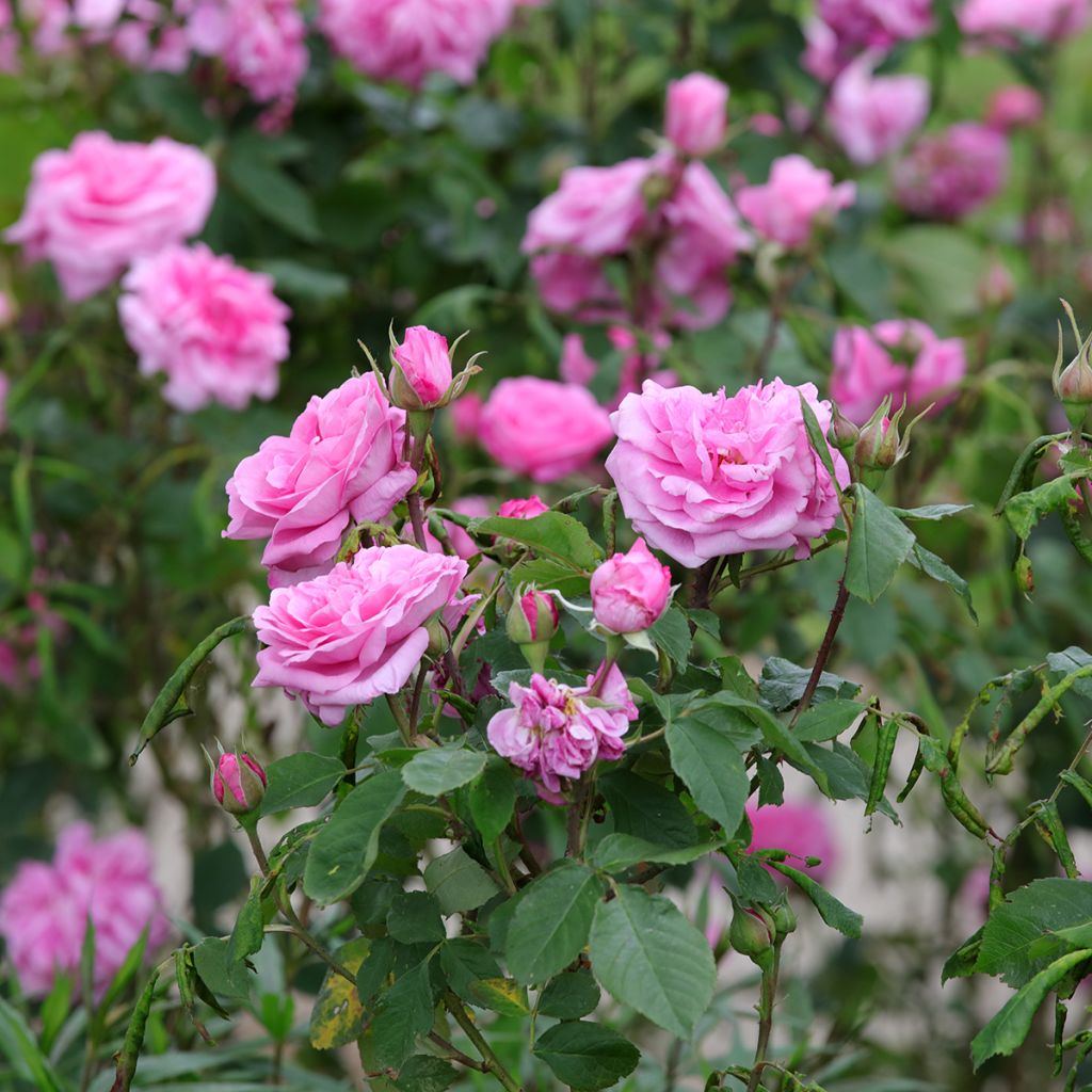 Rosa Gertrude Jekyll - English Rose
