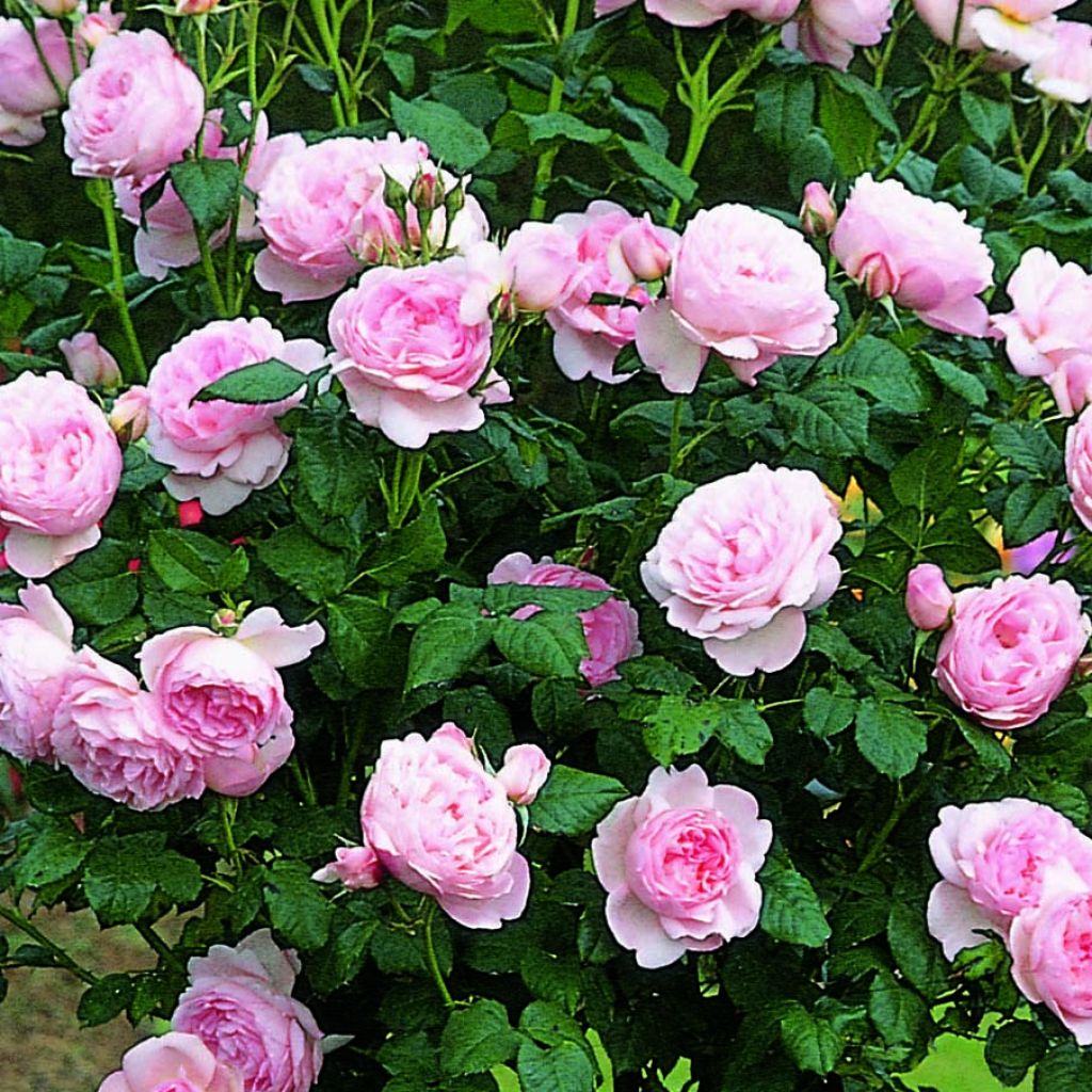 Rosa Scepter'd Isle - English Shrub Rose