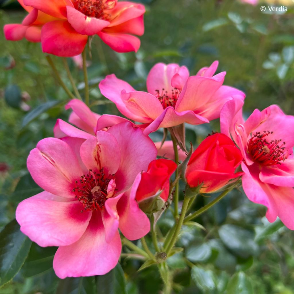 Rosa Baia® (DECOROSIERS® series) - Shrub Rose