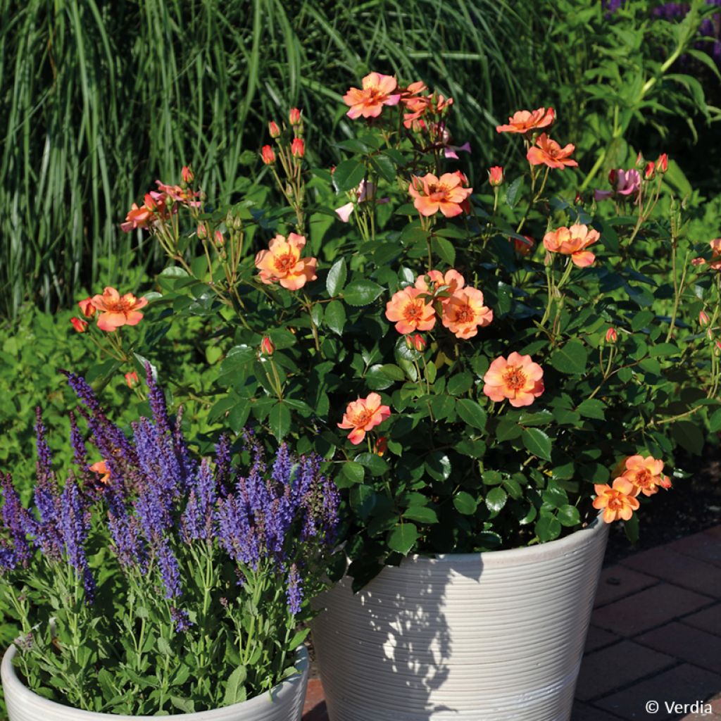 Rosa Baia® (DECOROSIERS® series) - Shrub Rose