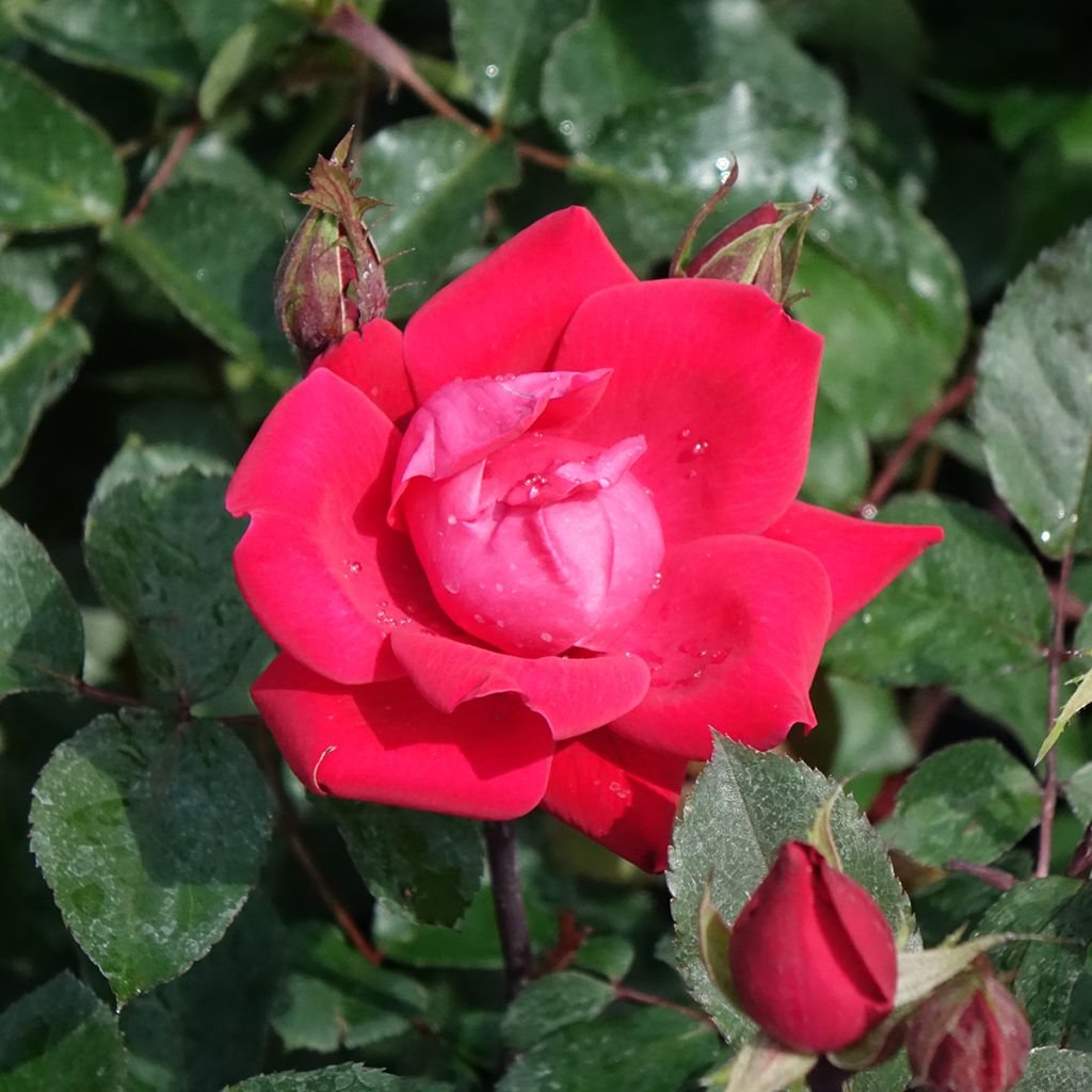 Rosa Double Knock Out - Groundcover Rose