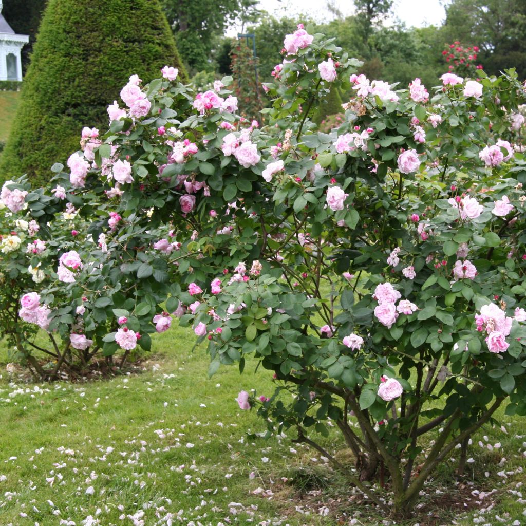 Rosa centifolia Fantin Latour - Cabbage Rose