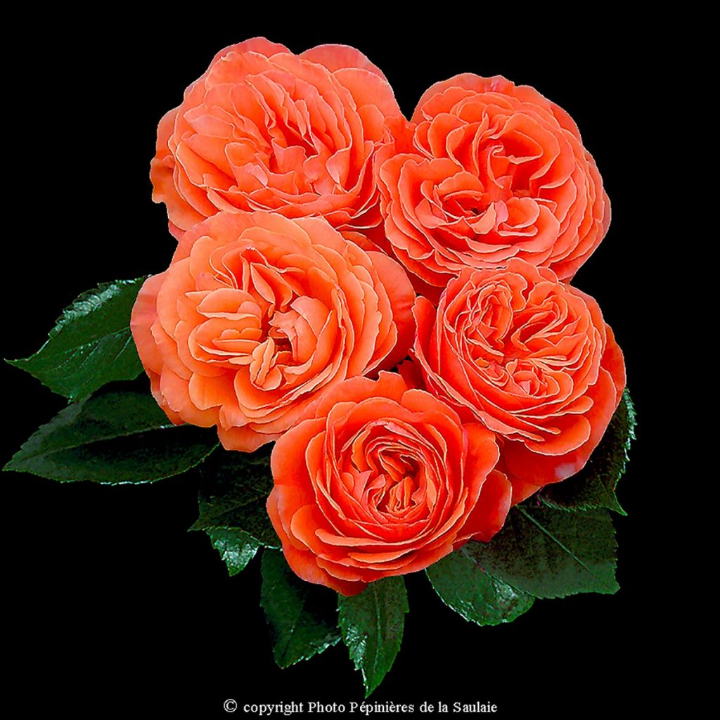 Rosa x floribunda 'François Mauriac' - Shrub Rose