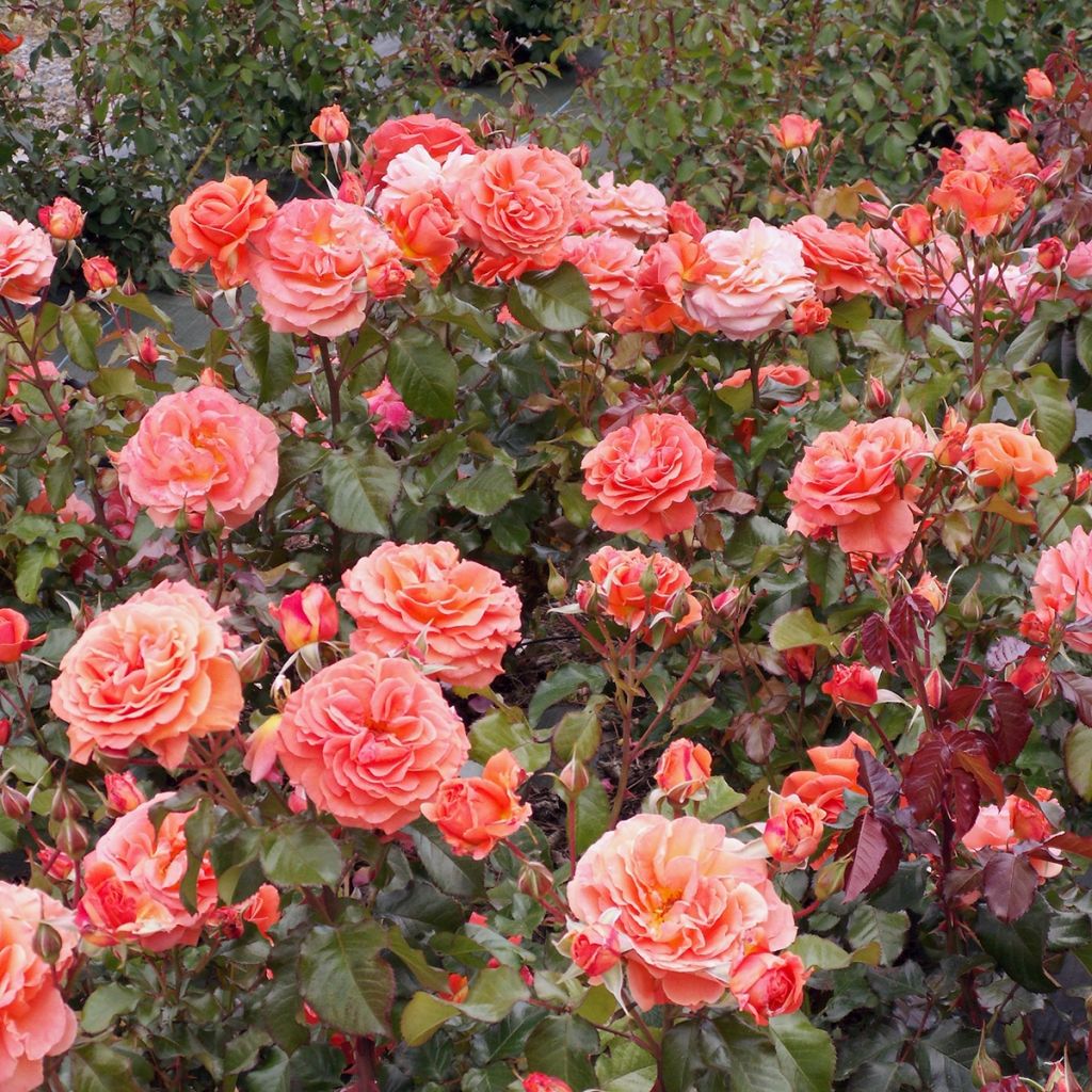 Rosa x floribunda 'François Mauriac' - Shrub Rose