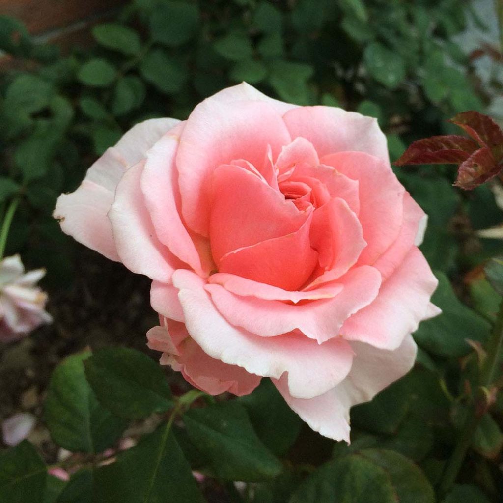 Rosa Generosa - 'Laurent Cabrol' - Shrub Rose