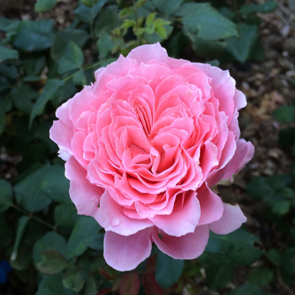 Rosa Generosa - 'Laurent Cabrol' - Shrub Rose
