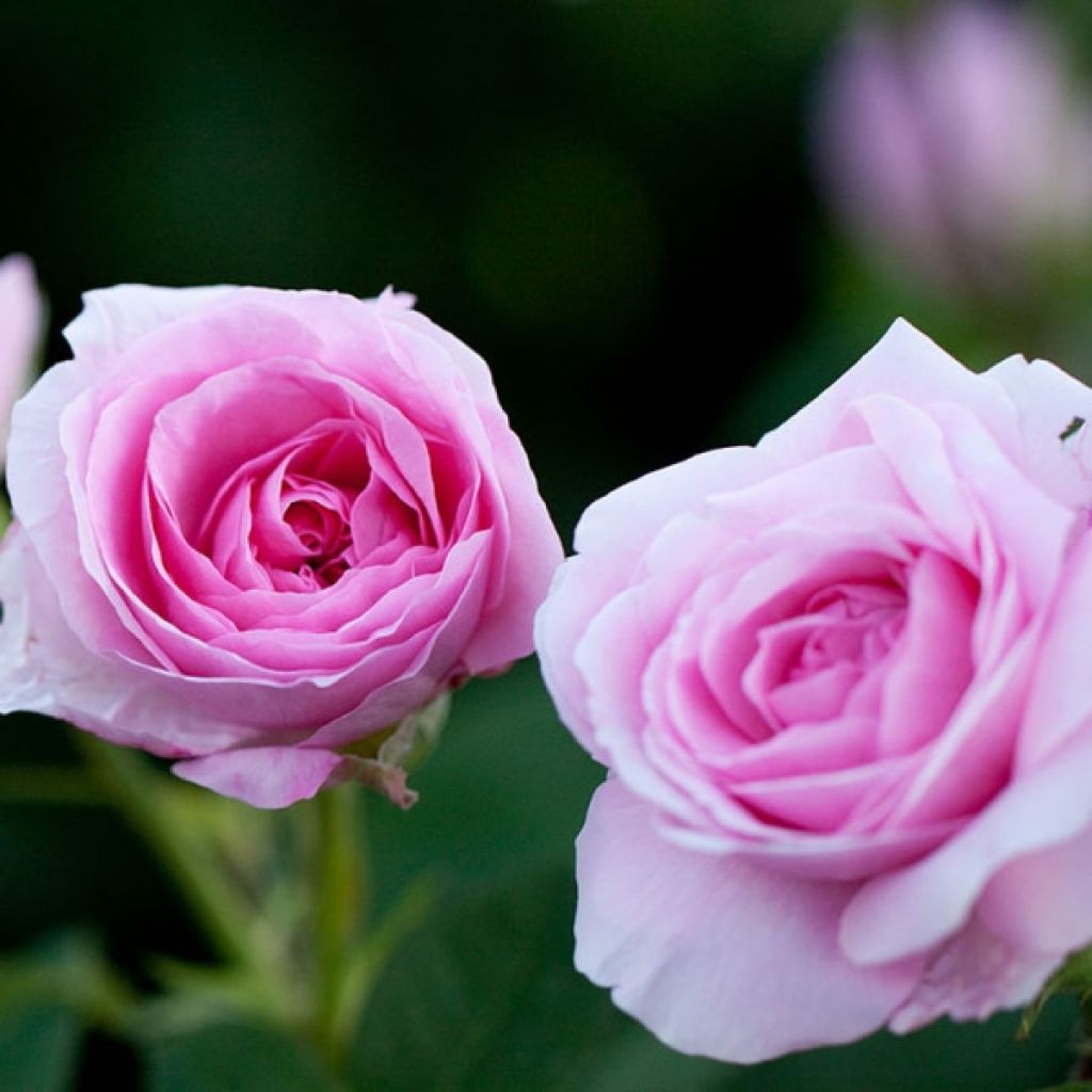 Rosa Gertrude Jekyll - English Rose