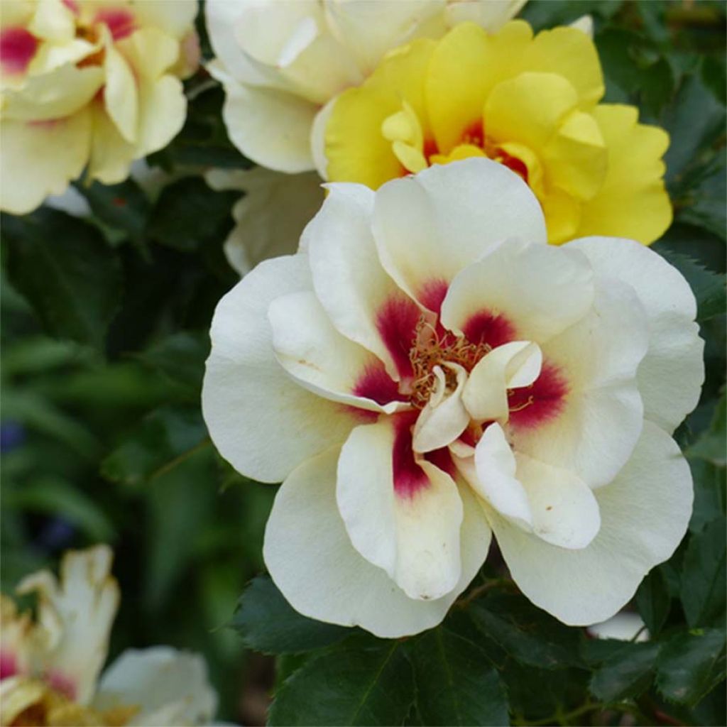 Rosa 'Eyeconic' - Climbing Rose