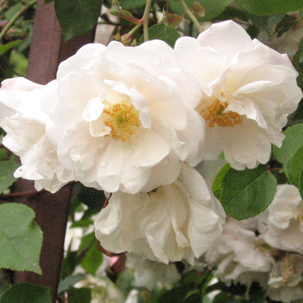 Rosa x sempervirens 'Adélaïde d’Orléans' - Rambling Rose
