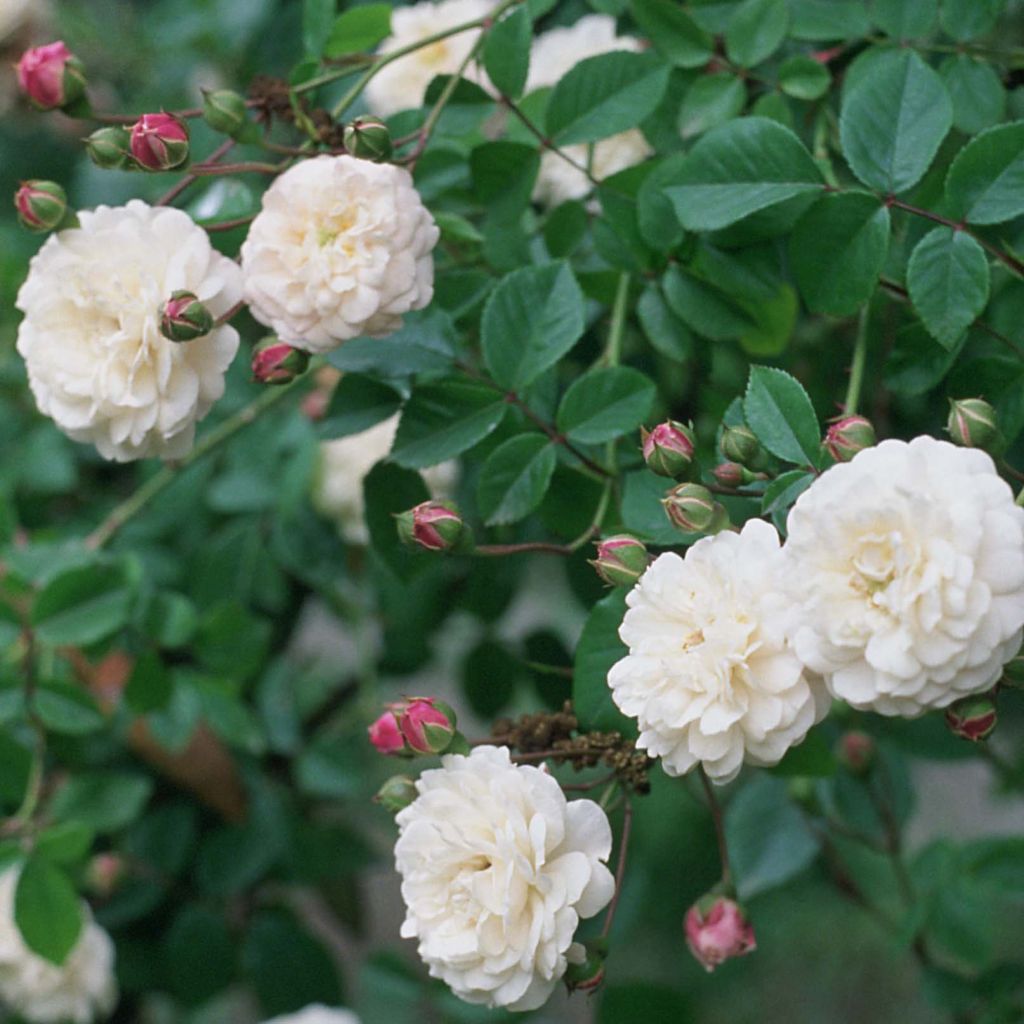 Rosa Felicité et Perpétue - Climbing Rose