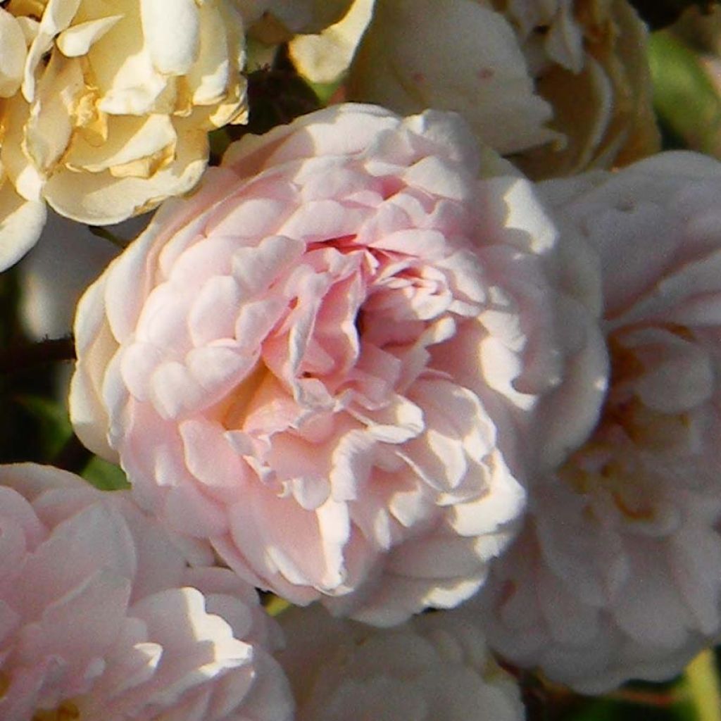 Rosa Marie Pavie